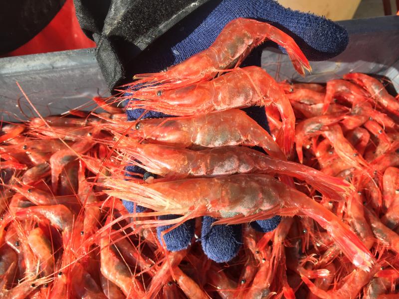 Maine shrimp get 'em while they're hot Boothbay Register
